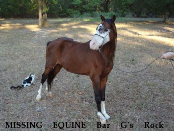MISSING EQUINE Bar G`s Rock E Fashionable Ladys Esquire, Near lewisville, AR, 71845